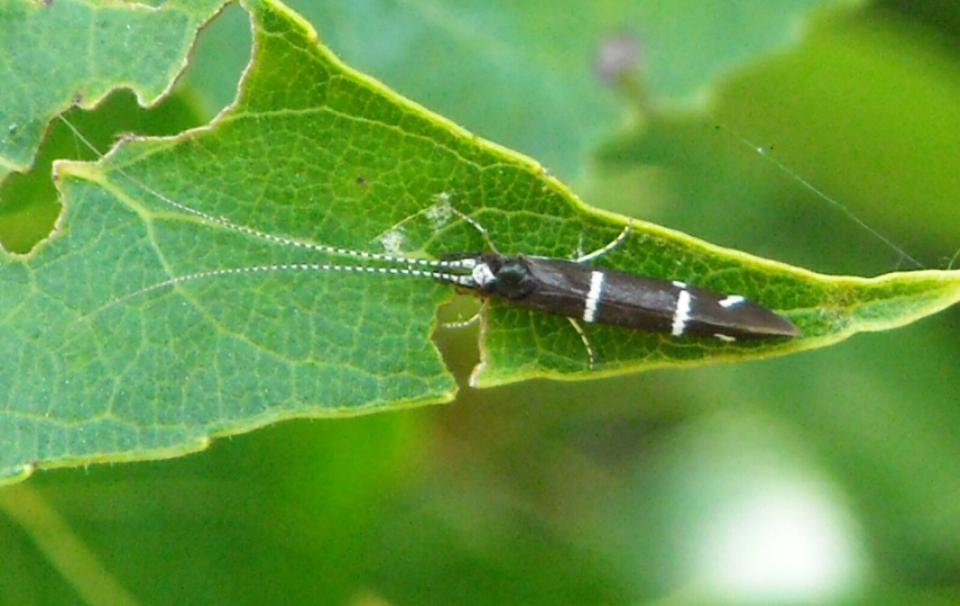 Athripsodes albifrons (Leptoceridae)